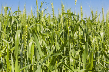 Spring wheat field