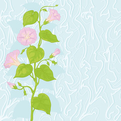 Background with flowers Ipomoea