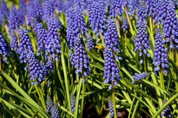 Muscari botryoides flowers, also known as blue grapes