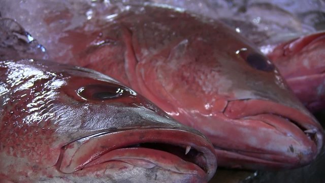 poissonnerie