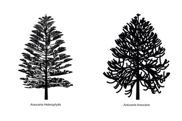Two Different Araucaria Species Illustration