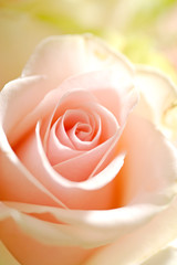 pink rose macro