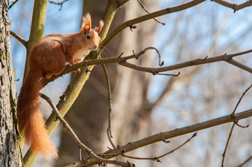 Eichhörnchen