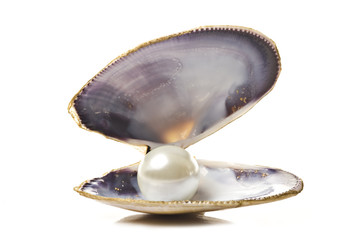 One white pearl in a sea shell