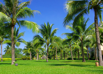 palm tree on blue sky