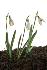 snowdrop