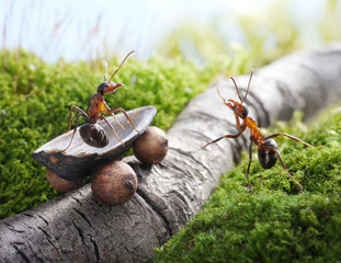 lift, handsome!  hitch-hiking ,  ant tales