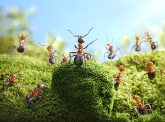 Red ants on moss