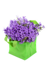 campanula blue , it is isolated on white