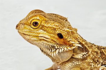 Bartagame,Pogona vitticeps