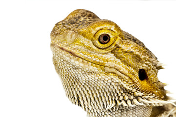 Bartagame,Pogona vitticeps