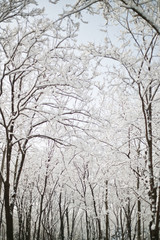 snow and tree