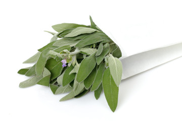 Fresh sage leaves