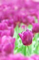purple tulip