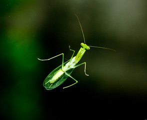green grasshopper on glass window