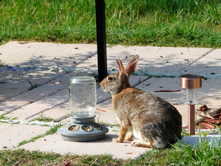 Wild Rabbit Eating Corn © romarti
