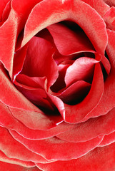 blooming red rose flower closeup macro