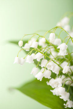 Fototapeta lily of the valley