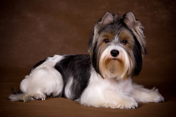 Yorkshire terrier puppy on background