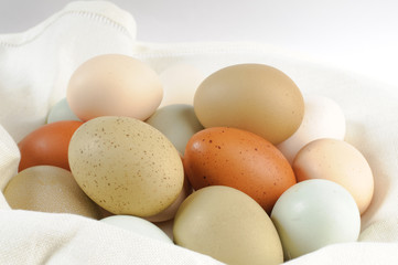 Multi colored chicken eggs