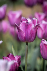 Fototapeta premium purple tulip flower plant