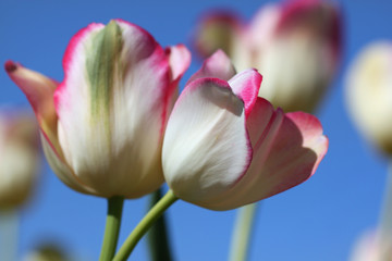 White and purple color tulip flowers