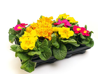 Obraz premium Primeln Pflanzbox