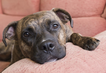 Pit Bull portrait (dog)