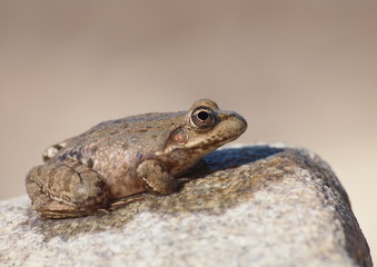 Marsh Frog, Rana ridibunda