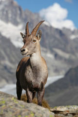 Capra ibex