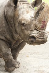 Fototapeta premium Rhinoceros
