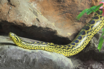 Yellow Anaconda [ Eunectes notaeus ] on the rock.