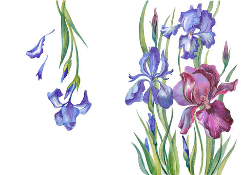 Irises on a white background
