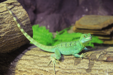 Naklejka premium Green Basilisk Lizard (Basiliscus plumifrons)