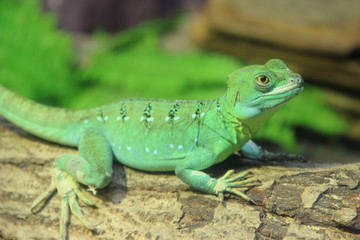 Naklejka premium Green Basilisk Lizard (Basiliscus plumifrons) stand on the log