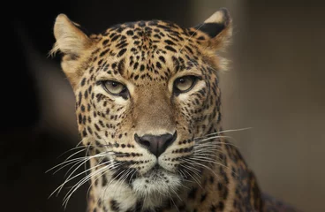 Gartenposter Leopard Leopard