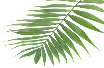 beautiful green palm leaf isolated on white