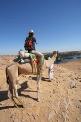Fototapete Rund chameau , Egypte 1 © Philippe CHASSAING
