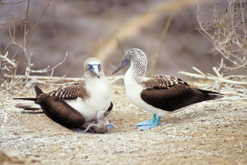 Blue-footed boobies, Galapagos Islands, Ecuador