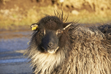 Sheep looking at the camera