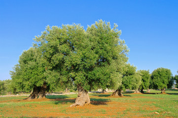 Olivenhain - olive grove 39