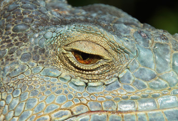 Naklejka premium A close-up image of an eye of a lizard