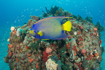 A Queen Angelfish swimming near a small coral formation..