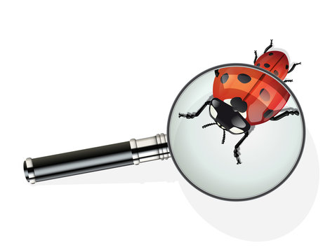 Loupe_coccinelle