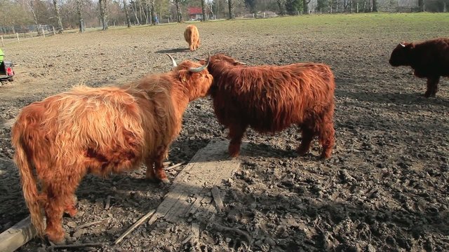 Stiere und Rinder auf einer Ranch