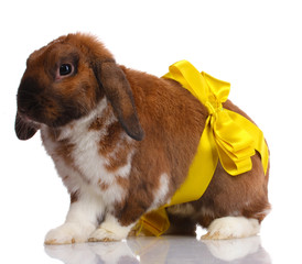 Lop-eared rabbit with yellow bow isolated on white