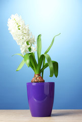 beautiful white hyacinth in purple flowerpot