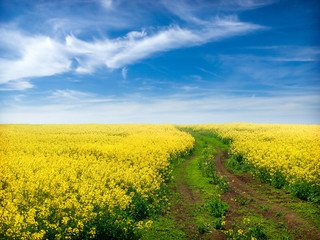 Canola Field under Blue Sky