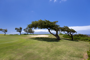 Wind blown trees on beautiful Maui oceanside golf course