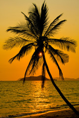 Naklejka na ściany i meble Palm z zachodem słońca